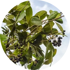 Allspice Essential Oil - Living Libations