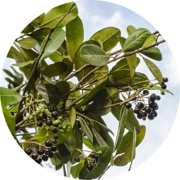 Allspice Essential Oil - Living Libations