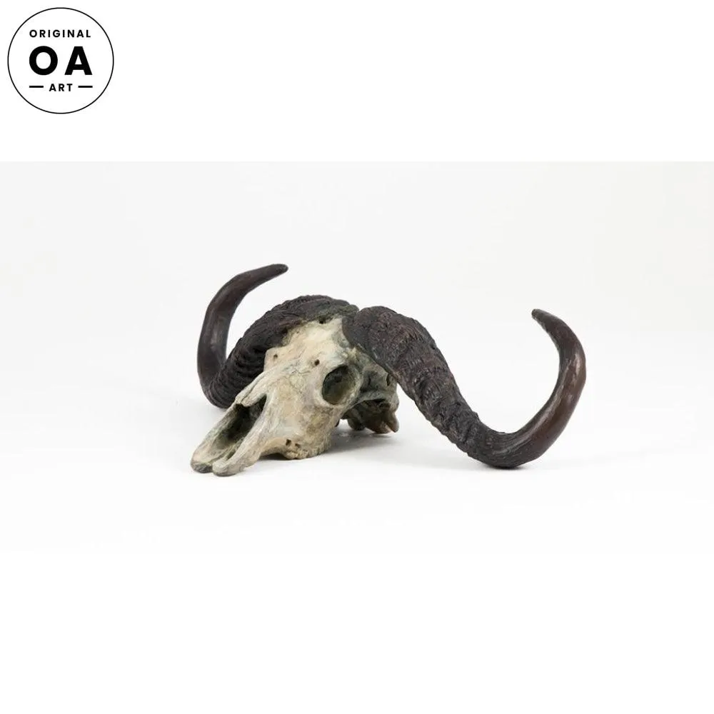 Cape Buffalo Skull