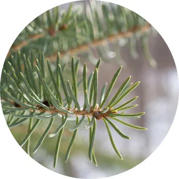 Fir Balsam Essential Oil - Living Libations