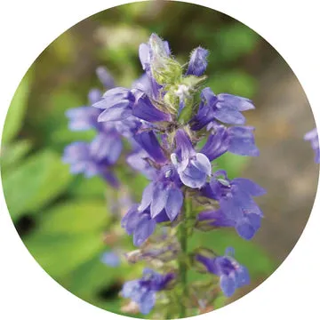 Hyssop Essential Oil - Living Libations