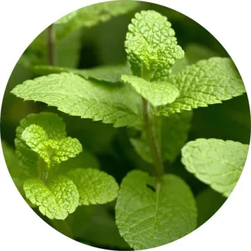 Spearmint Essential Oil - Living Libations